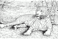 Animals coloring pages