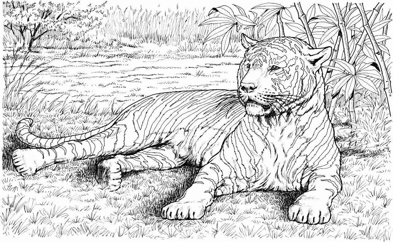 Animals coloring pages