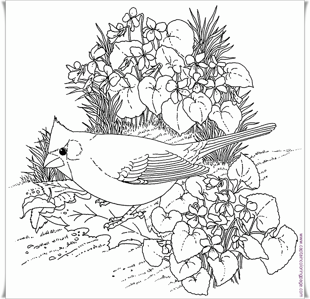 Bird coloring pages