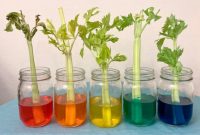 Experiment celery food coloring