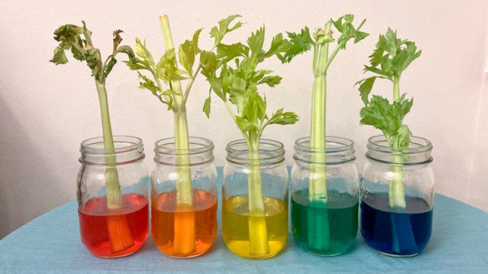 Experiment celery food coloring