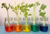 Celery experiment food coloring