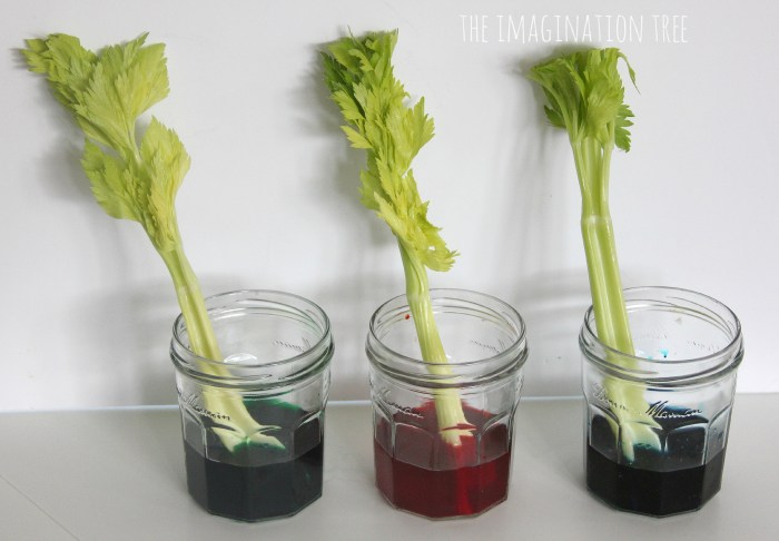 Celery experiment food coloring science scientific soak colorful lace experiments anne make tinkerlab do queen carnations water capillary method materials