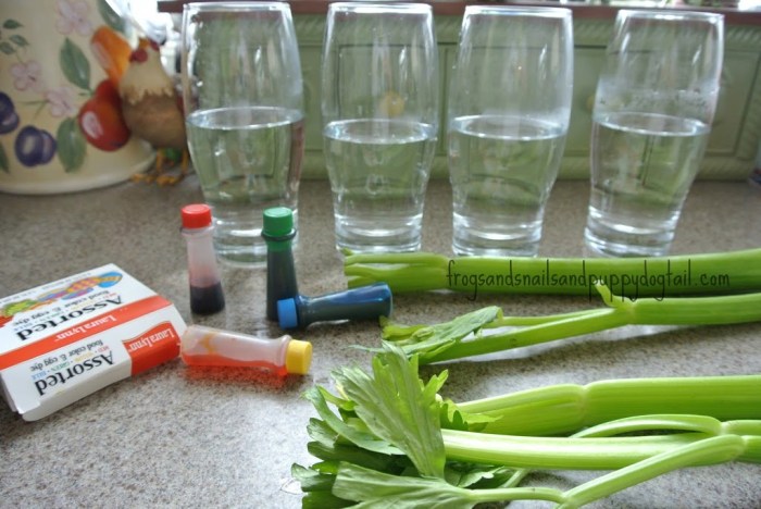 Experiment celery food coloring