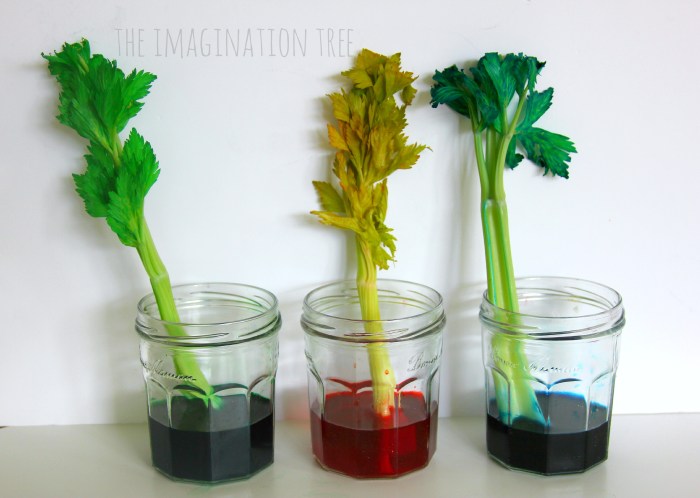 Celery experiment food coloring