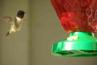 Dye hummingbirds harmful hummingbird