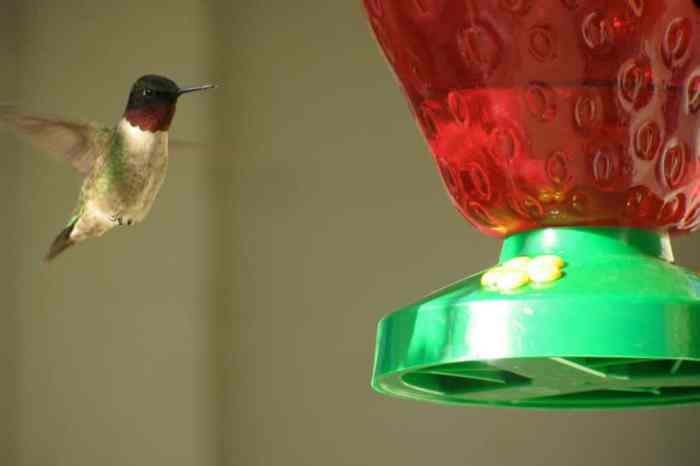 Dye hummingbirds harmful hummingbird