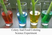 Celery experiment food coloring two water blue color leaves plant red stalk experiments science children using plants activities together purple