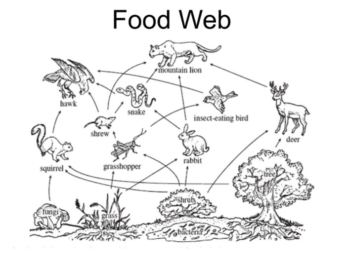 Food chain coloring pages